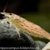 Zwergfächergarnele, Atyoida pilipes