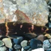 Zwergfiederbartwels, Microsynodontis batesii