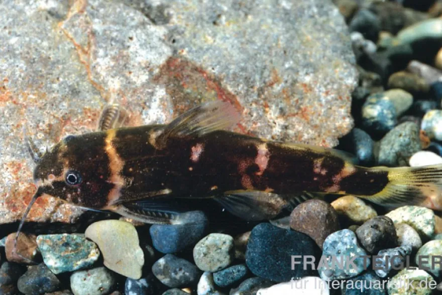 Zwergfiederbartwels, Microsynodontis batesii