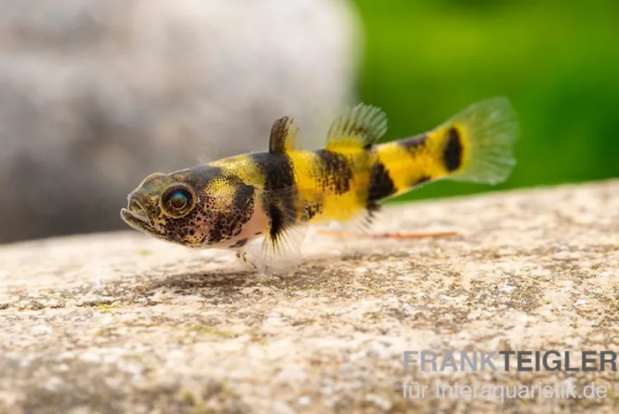 Zwerggoldringelgrundel, Brachygobius xanthomelas