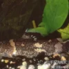 Zwerg-Harlekinwels, Microglanis poecilus, 3-4 cm