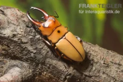 Zwerghirschkäfer, Prosopocoilus occipitalis, gemischt Terra