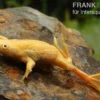 Zwergkrallenfrosch gold, Hymenochirus boettgeri gold