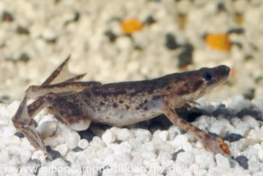 Zwergkrallenfrosch, Hymenochirus boettgeri