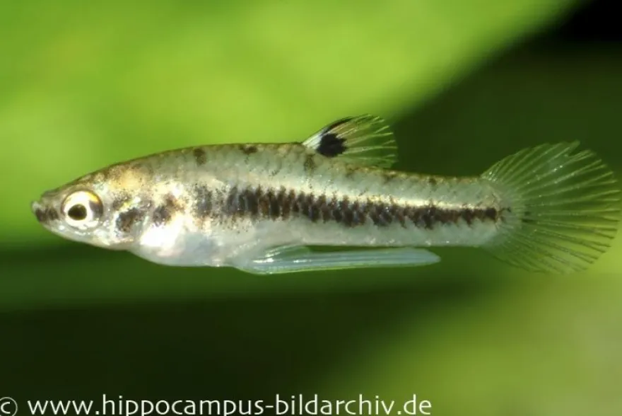Zwergkärpfling, Heterandria formosa