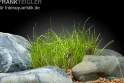 Zwergnadelsimse, Eleocharis parvula/pusilla, im Topf