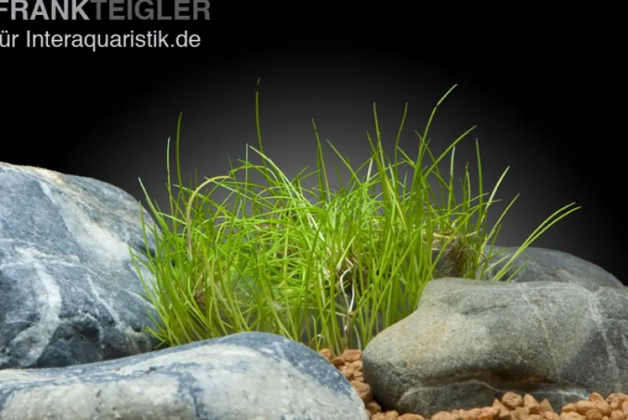 Zwergnadelsimse, Eleocharis parvula/pusilla, im Topf