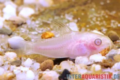 Zwergpanzerwels albino, Corydoras pygmaeus