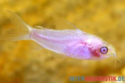 Zwergpanzerwels albino, Corydoras pygmaeus