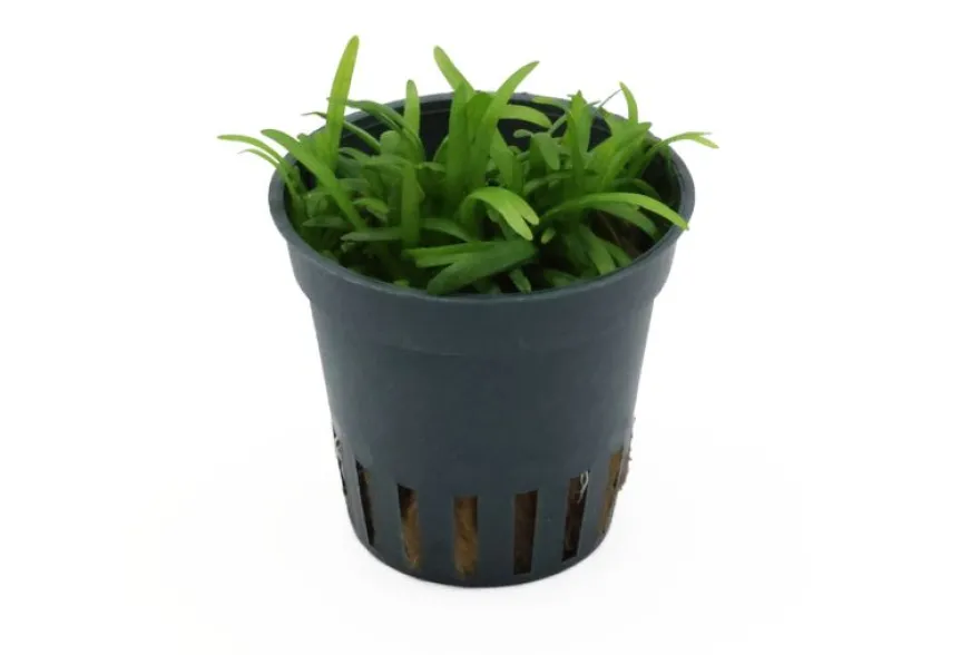 Zwergpfeilkraut, Sagittaria subulata var. pusilla, im Topf