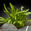 Zwergpfeilkraut, Sagittaria terres, im Topf
