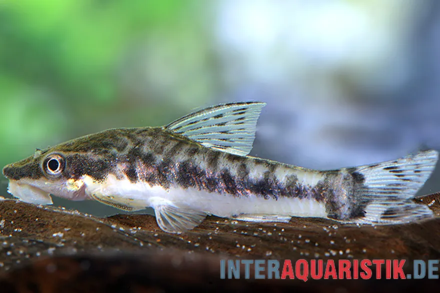 Zwergsaugwels, Otocinclus macrospilus, 2,5-3,5 cm