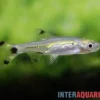 Zwerg-Scherenschwanzbärbling, Rasbora spilocerca