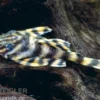 Zwergschilderwels, Peckoltia vermiculata L002