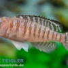 Zwerg-Schneckenbuntbarsch, Lamprologus signatus