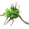 Zwergspeerblatt, Anubias barteri var. nana auf Spiderwood, ca. 15 x 9 x 15 cm