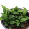 Zwergspeerblatt, Anubias nana "Pangolino", im Topf