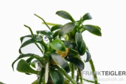 Zwergspeerblatt, Anubias nana