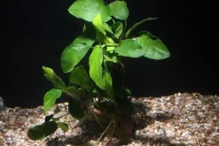 Zwergspeerblatt, Anubias nana, auf Nano-Stamm