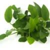Zwergspeerblatt, Anubias nana, XL Topf, Mutterpflanze