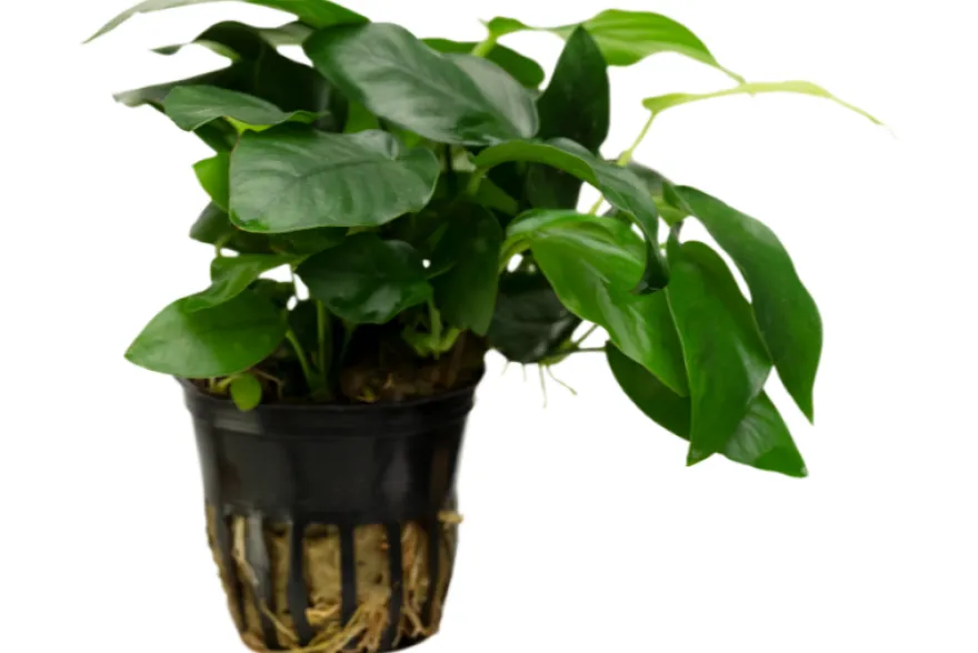 Zwergspeerblatt, Anubias nana, XL Topf, Mutterpflanze