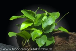 Zwergspeerblatt, Anubias nana, XL Topf, Mutterpflanze