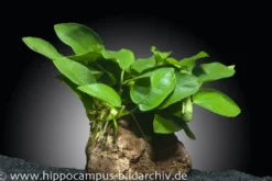 Zwergspeerblatt, Anubias nana, auf Lavastein 5-8 cm
