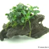 Zwergspeerblatt, Anubias nana "Kirin Mini", auf Nanowurzel, ca. 8x2 cm