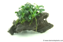 Zwergspeerblatt, Anubias nana "Kirin Mini", auf Nanowurzel, ca. 8x2 cm