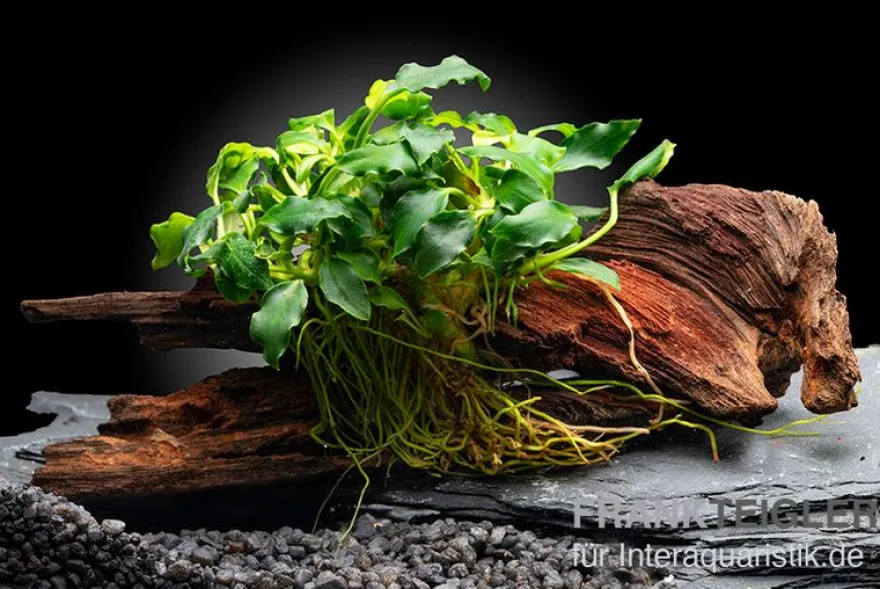 Zwergspeerblatt, Anubias nana "Kirin Mini", auf Nanowurzel, ca. 8x2 cm