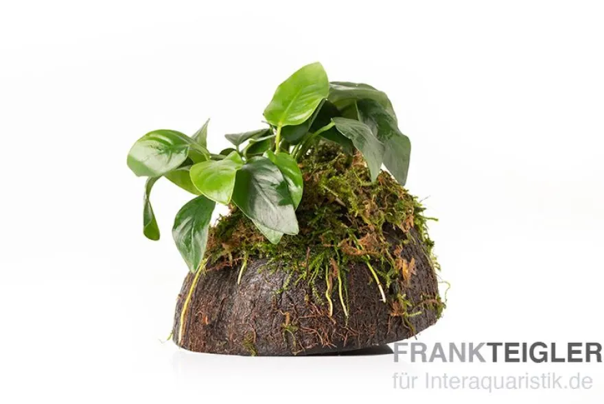 Zwergspeerblatt, Anubias nana, auf Kokosnussschale