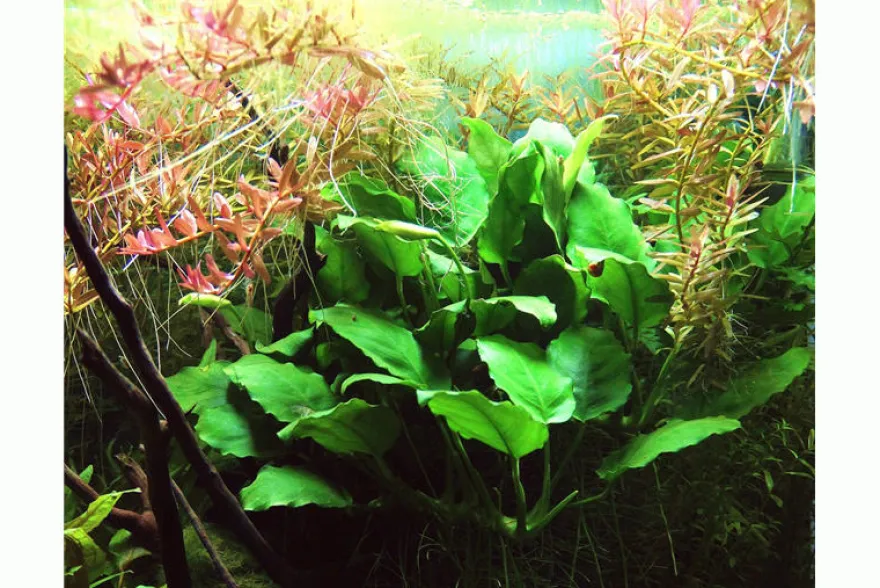 Zwergspeerblatt, Anubias nana, im Topf