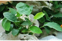 Zwergspeerblatt, Anubias nana, im Topf