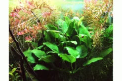 Zwergspeerblatt, Anubias nana, In Vitro