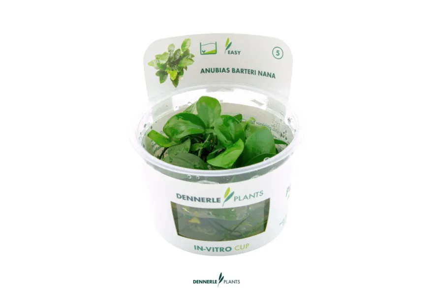 Zwergspeerblatt, Anubias nana, In Vitro