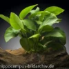 Zwergspeerblatt, Anubias nana, auf Holzwurzel, ca. 12-18 cm