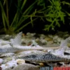 Zwergstörwels, Sturisomatichthys leightoni, 8-10 cm