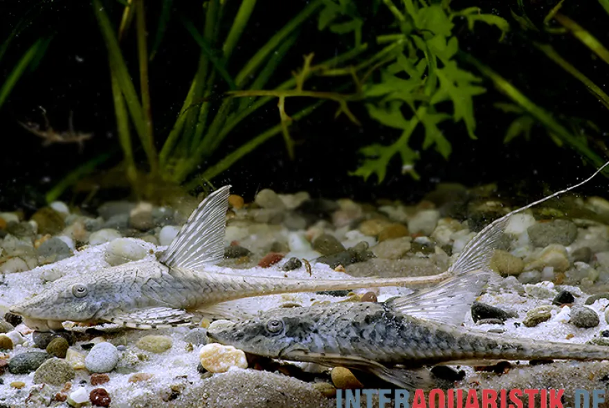 Zwergstörwels, Sturisomatichthys leightoni, 8-10 cm