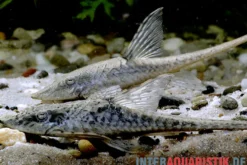 Zwergstörwels, Sturisomatichthys leightoni, 8-10 cm