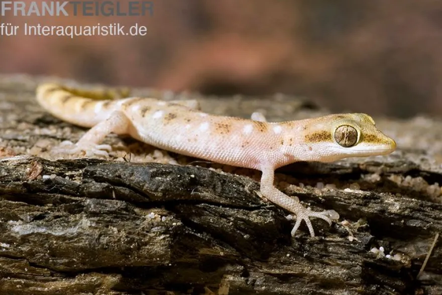 Zwergwüstengecko, Tropiocolotes steudneri