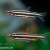 Zwergziersalmler, Nannostomus marginatus