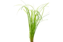 Zyperngras, Cyperus helferi, im Topf